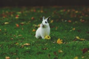 Photo zandbak konijn