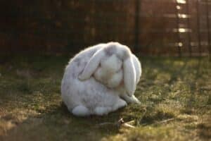 Photo konijnen zandbak